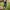 Woman installing a TIKI torch stake in backyard grass, using foot to press stake into ground.